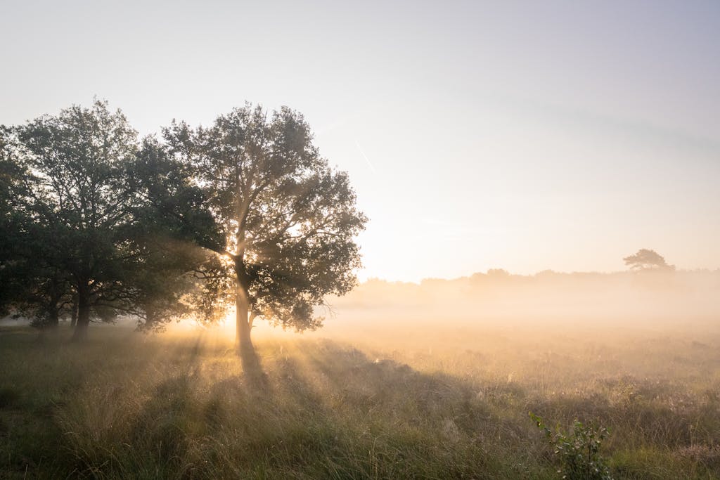 Sunlight beams through trees in a tranquil misty field at sunrise in Dwingeloo, Netherlands.